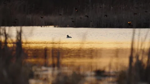 Bufflehead Duck on Water at Sunset With Red-Headed Blackbirds Flying Over Vídeo Stock 160629270