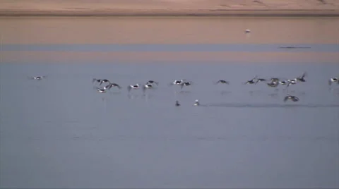 Bufflehead ducks flying over Morro Bay California 스톡 동영상 37586497