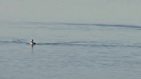 Bufflehead Stock Footage 37204532