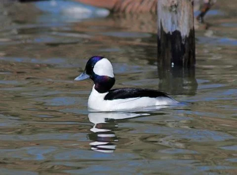 Bufflehead Stock Photos
