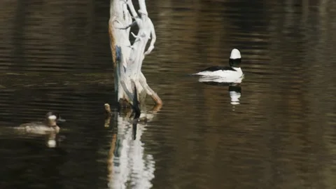 Bufflehead swimming in deadfall in the end of lake, 4k Stock-Footage 153618970