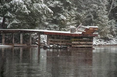 Buffleheads on a lake with a dock while it snows Stock Photos
