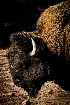 Buffolo Stock Photos