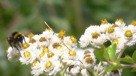 BuffTail Bumblebee Video stock 99065498