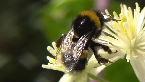 Bufftail Bumblebee foraging Video stock 99065686