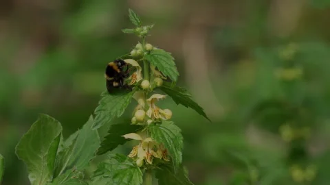 Bufftailed bee (Bombus terrestris) searching for pollen on yellow archangel Stock Footage 137703340