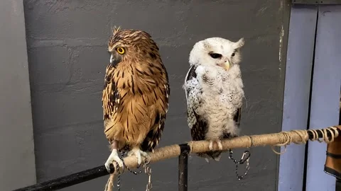 Buffy Fish Owl (Bubo Ketupu) and Beluk Jampuk (Bubo sumatranus) Stock Footage 319047301