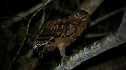 A Buffy Fish Owl eats a giant rhinoceros beetle in the jungles of Borneo. Video stock 32543495
