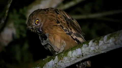 A Buffy Fish Owl eats a giant rhinoceros beetle in the jungles of Borneo. Stock Footage 32543663