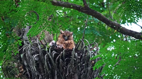 Buffy Fish Owl - Nesting With Chicks - Ketupa Ketupu - Malay Fish Owl Video stock 342287340