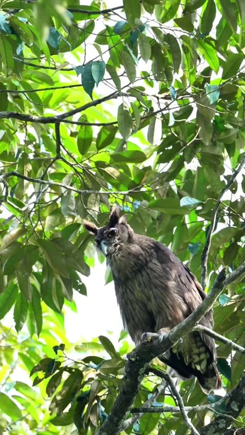 Buffy fish owl perched on a tree branch in the forest Stock-Footage 335049787