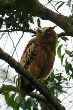 Buffy fish Owl (𝘒𝘦𝘵𝘶𝘱𝘢 𝘬𝘦𝘵𝘶𝘱𝘶) Stock Photos