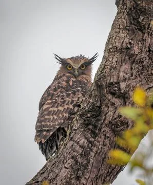 Buffy fish owl Stock Photos