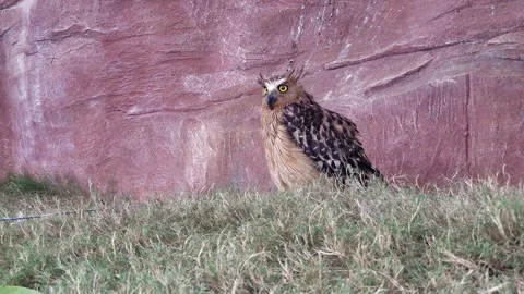 Buffy Fish Owl turned its head 스톡 동영상 221166475