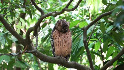 Buffy Owl Grooming Feather Stock Footage 162942737
