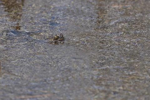 Bufo bufo - Common toad hiding on a pond Stock Photos