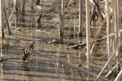 Bufo bufo - Common toad hiding on a pond Stock Photos
