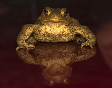 Bufo bufo Foto stock