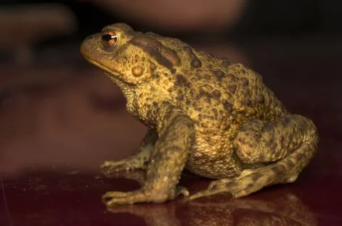 Bufo bufo Stock Photos