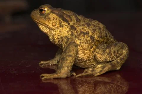 Bufo bufo Stock Photos