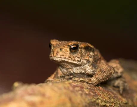 Bufo bufo Stock Photos