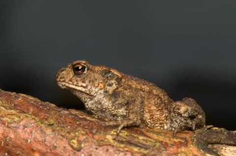 Bufo bufo Stock Photos