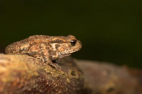 Bufo bufo Stock Photos