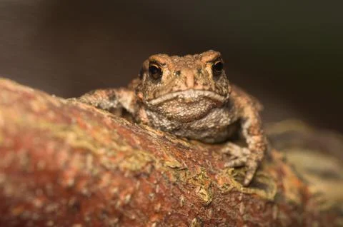 Bufo bufo Stock Photos