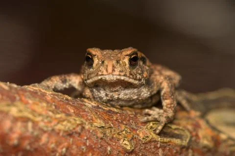 Bufo bufo Stock Photos