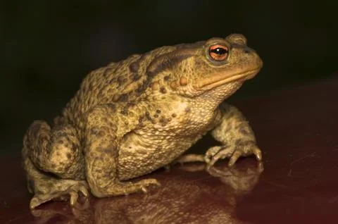 Bufo bufo Stock Photos