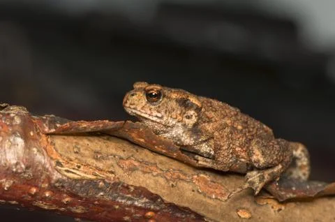Bufo bufo Stock Photos