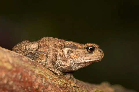 Bufo bufo Stock Photos