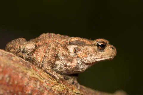 Bufo bufo Stock Photos