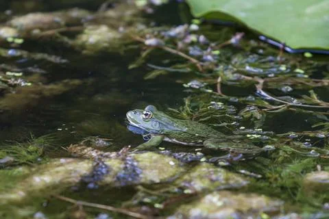 Bufo bufo - the toad is heated on the surface of the reservoir. Stock Photos
