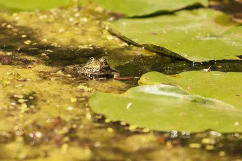 Bufo bufo - the toad is heated on the surface of the reservoir. Stock Photos