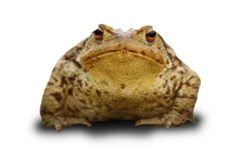 Bufo frog over white Stock Photos