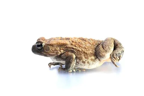 Bufo regularis panther toad lurch animal animals Stock Photos