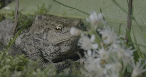 Bufo sitting and wait for meal Stock Footage 89303525