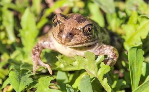 Bufonidae. Toad. Stock Photos
