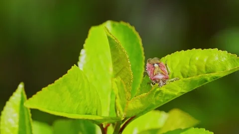 Bug 1 Stock Footage 153224812