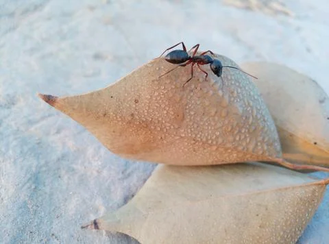 Bug and brown leaf Stock Photos