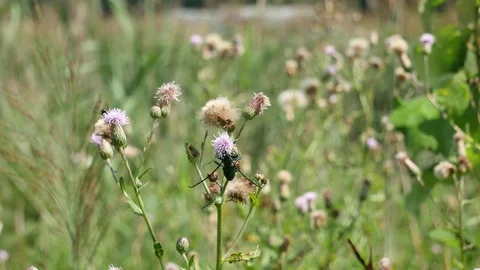 Bug and butterflies. Stock Footage 117225412