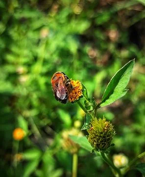 Bug and the flower Stock Photos