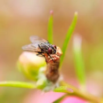 Bug and insect Stock Photos