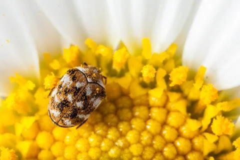 Bug and pollen Stock Photos