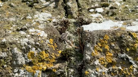 Bug and yellow moss on stone Stock-Footage 315567971