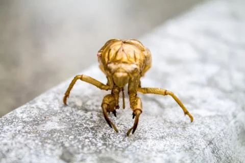Bug animal Stock Photos