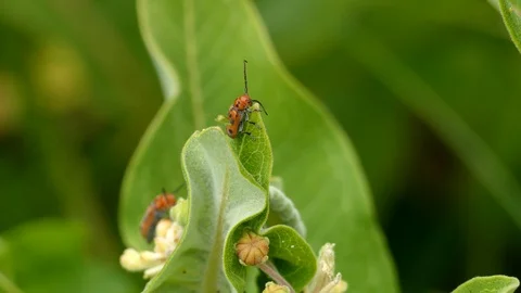 Bug appearing to dismiss mating attempt ends with one falling off of flower Stock Footage 93050318