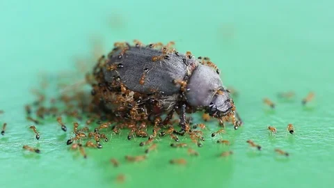 Bug are being eaten by ants on a green screen. 動画素材 107633947
