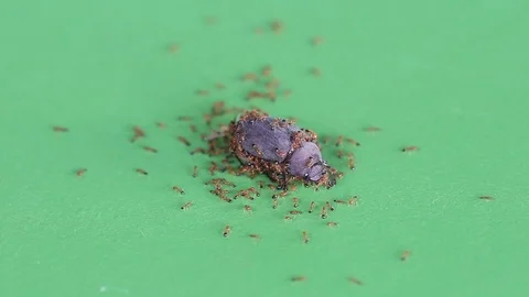 Bug are being eaten by ants on a green screen. 動画素材 107634643